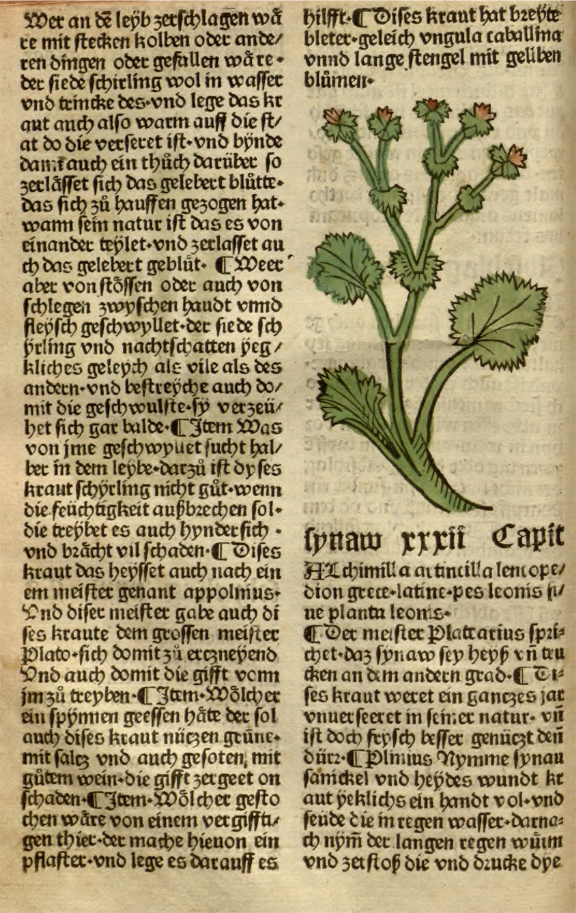 Страницы из печатной книгb «Сад здравия» с изображением и описанием манжетки.