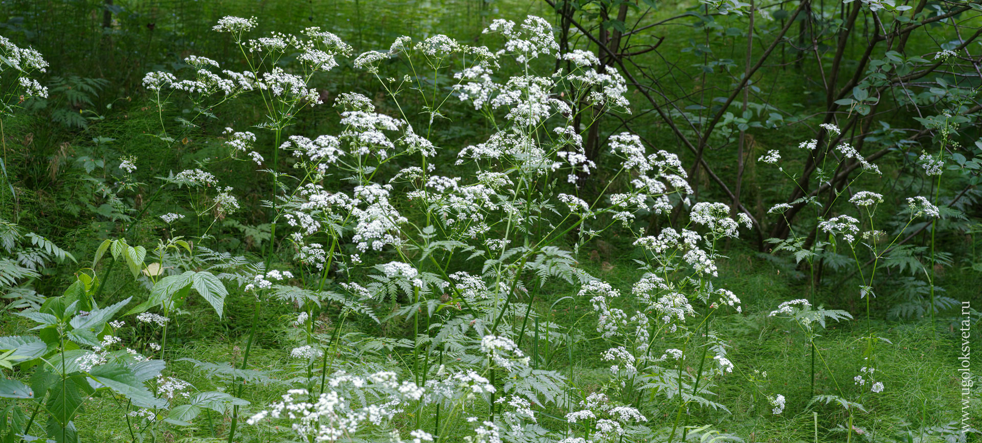 Купырь лесной. Anthriscus sylvestris.