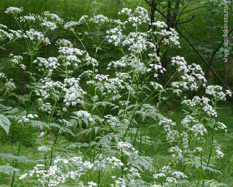 Купырь лесной. Anthriscus sylvestris.