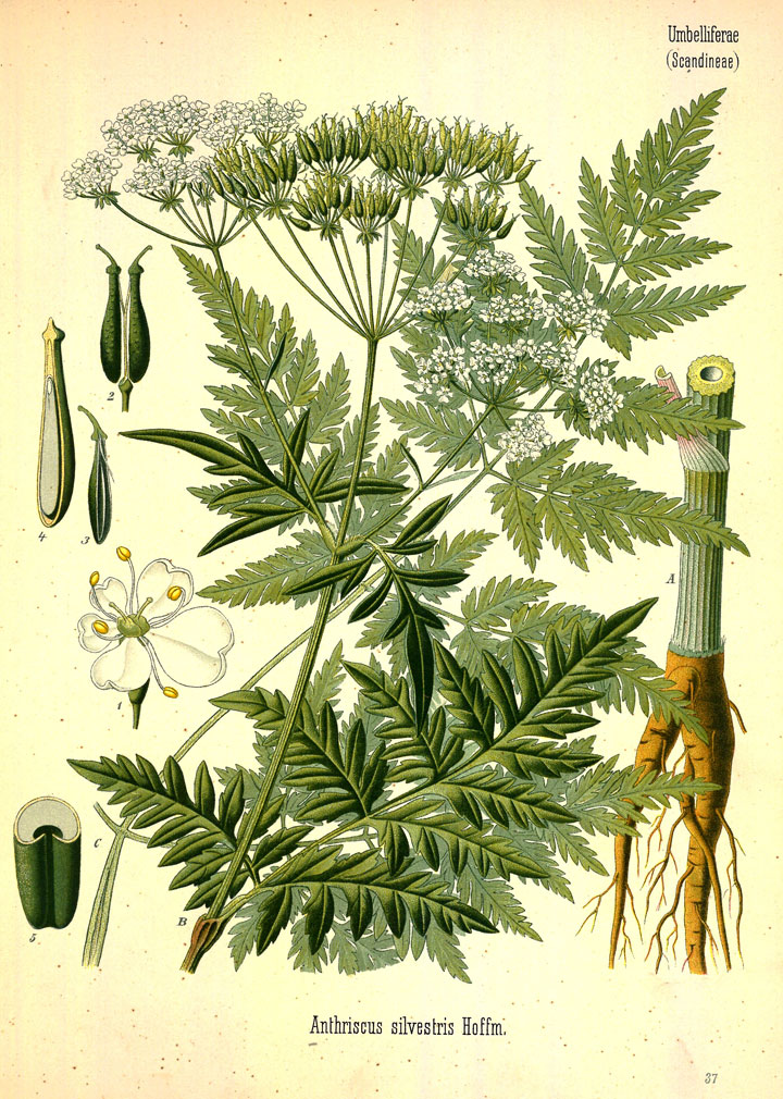 Иллюстрация купыря лесного из книги «Лекарственные растения Кёлера» (1898 г.)