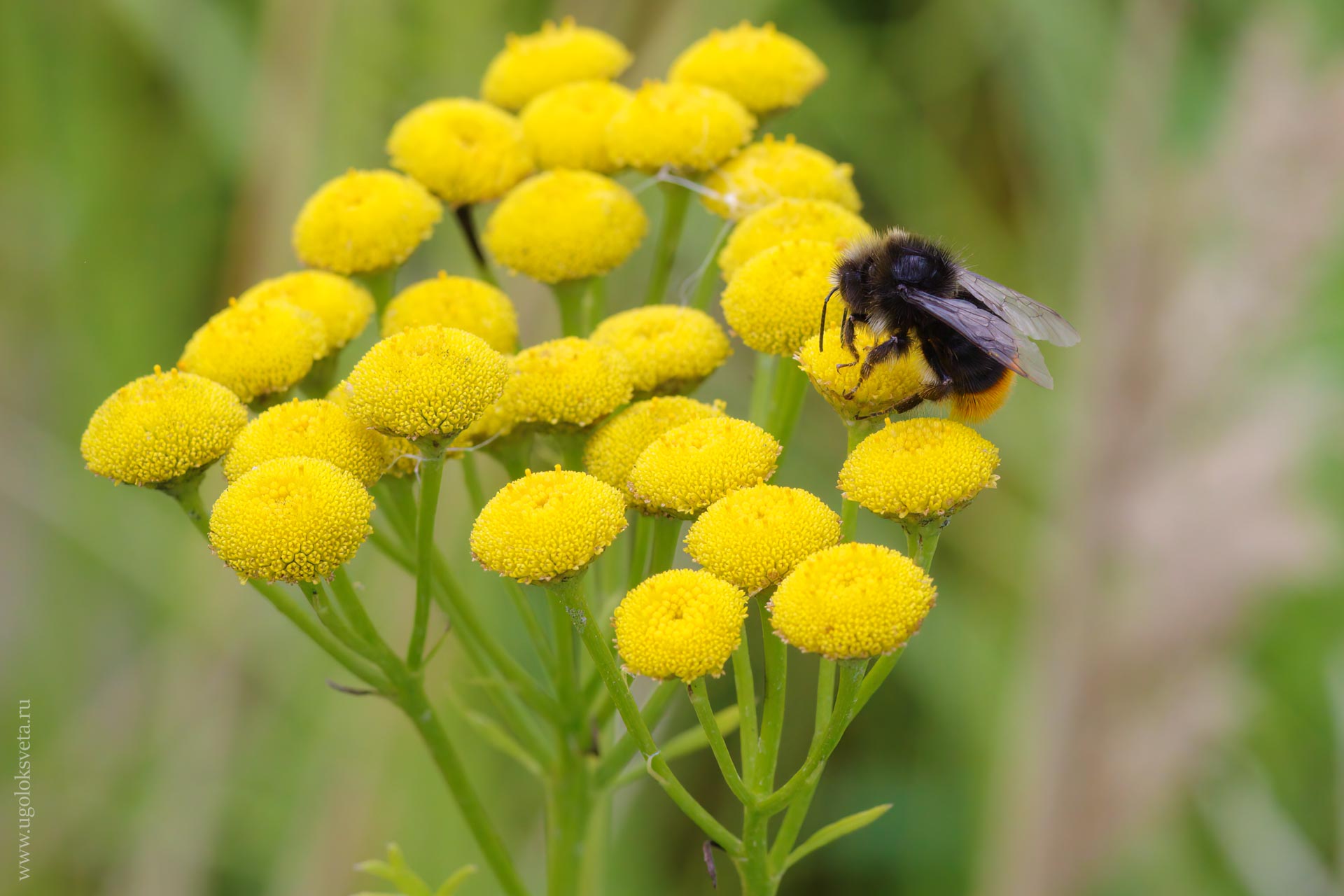 Каменный шмель Bombus lapidarius на соцветии пижмы обыкновенной Tanacetum vulgare