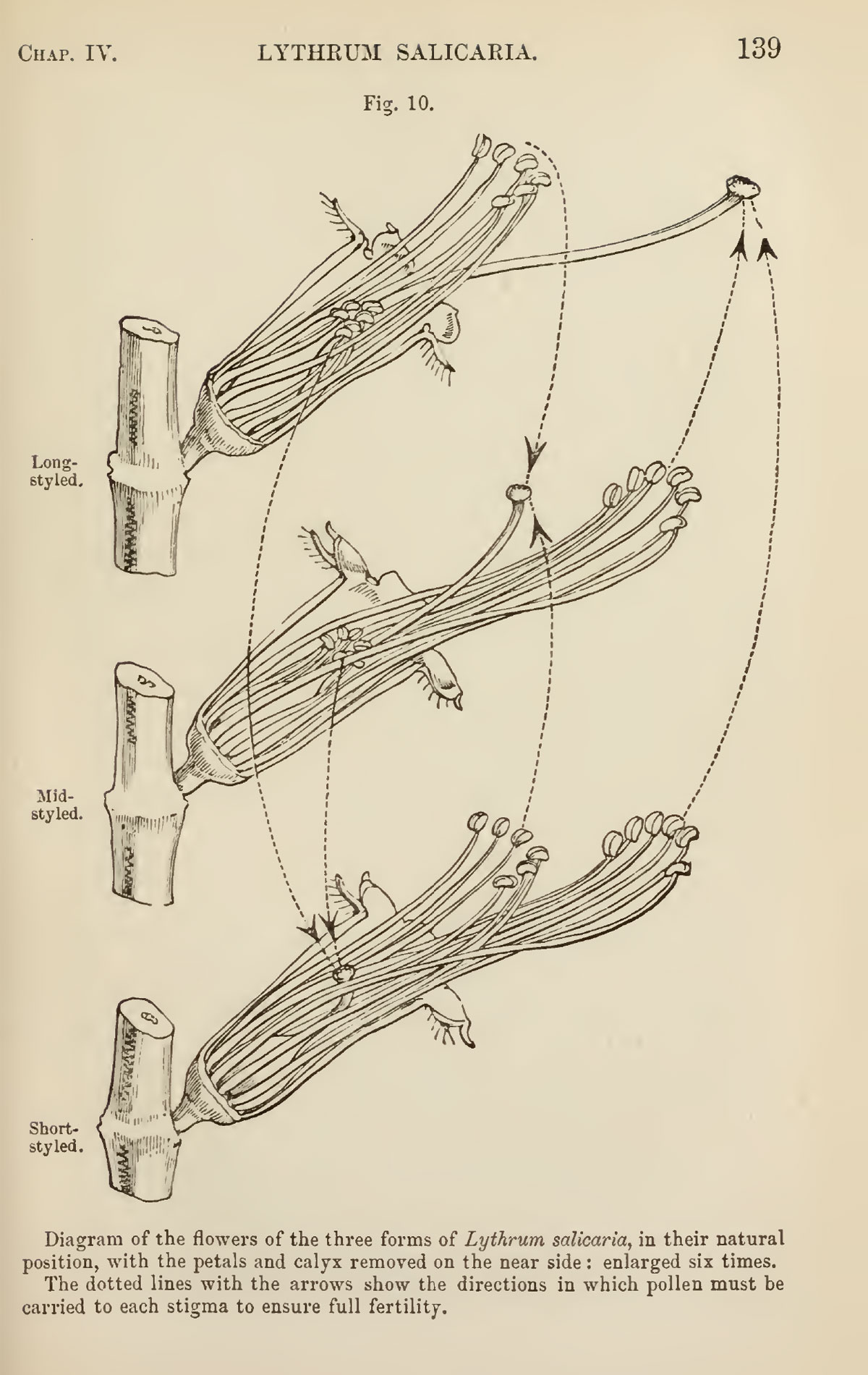 Иллюстрация из книги Чарльза Дарвина, посвящённая триморфности цветков дербенника иволистного.