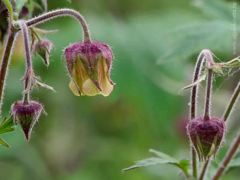 Гравилат речной (Geum rivale). Цветок.