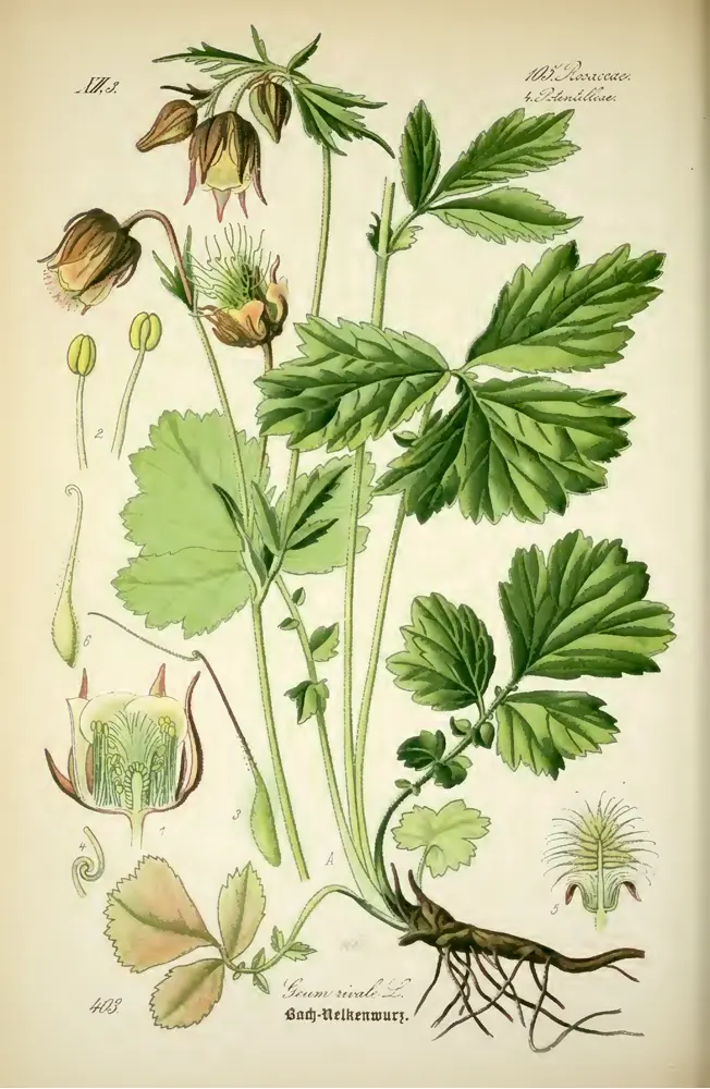 Рисунок гравилата речного из книги Отто Вильгельма Томе «Флора Германии, Австрии и Швейцарии».