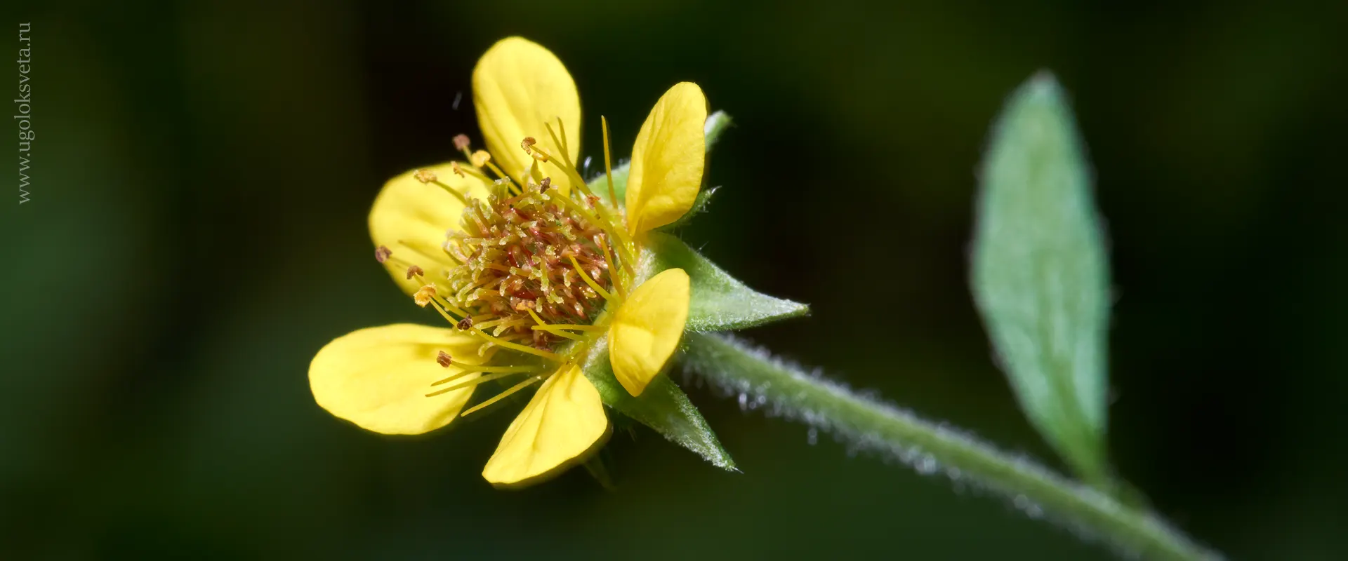 Гравилат городской (Geum urbanum). Цветок.