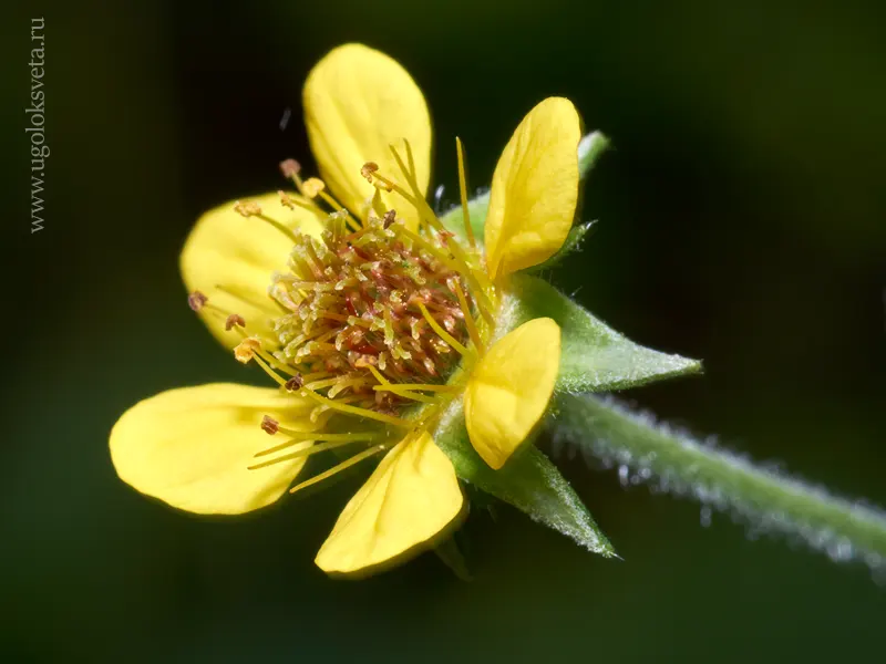 Гравилат городской (Geum urbanum). Цветок.