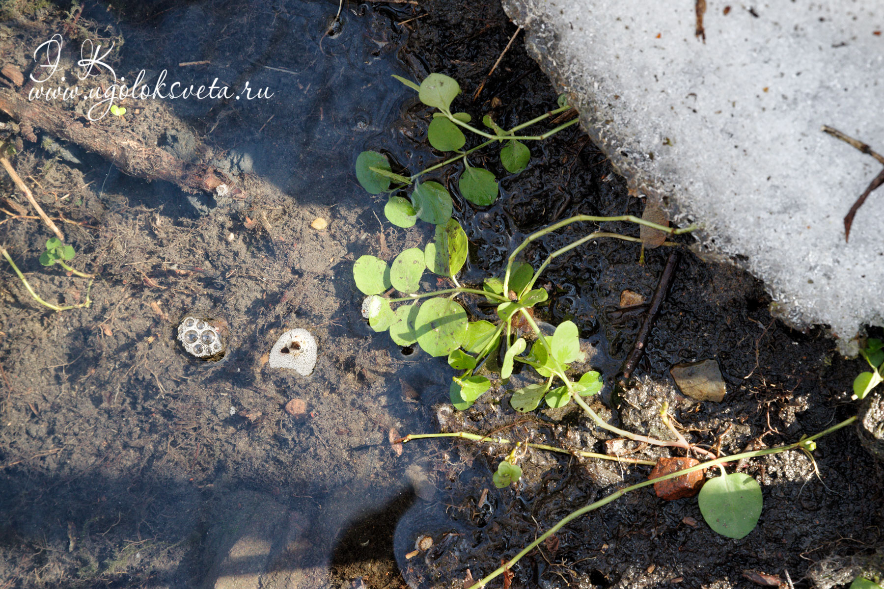 Вербейник монетный или Луговой чай - Lysimachia nummularia - весной