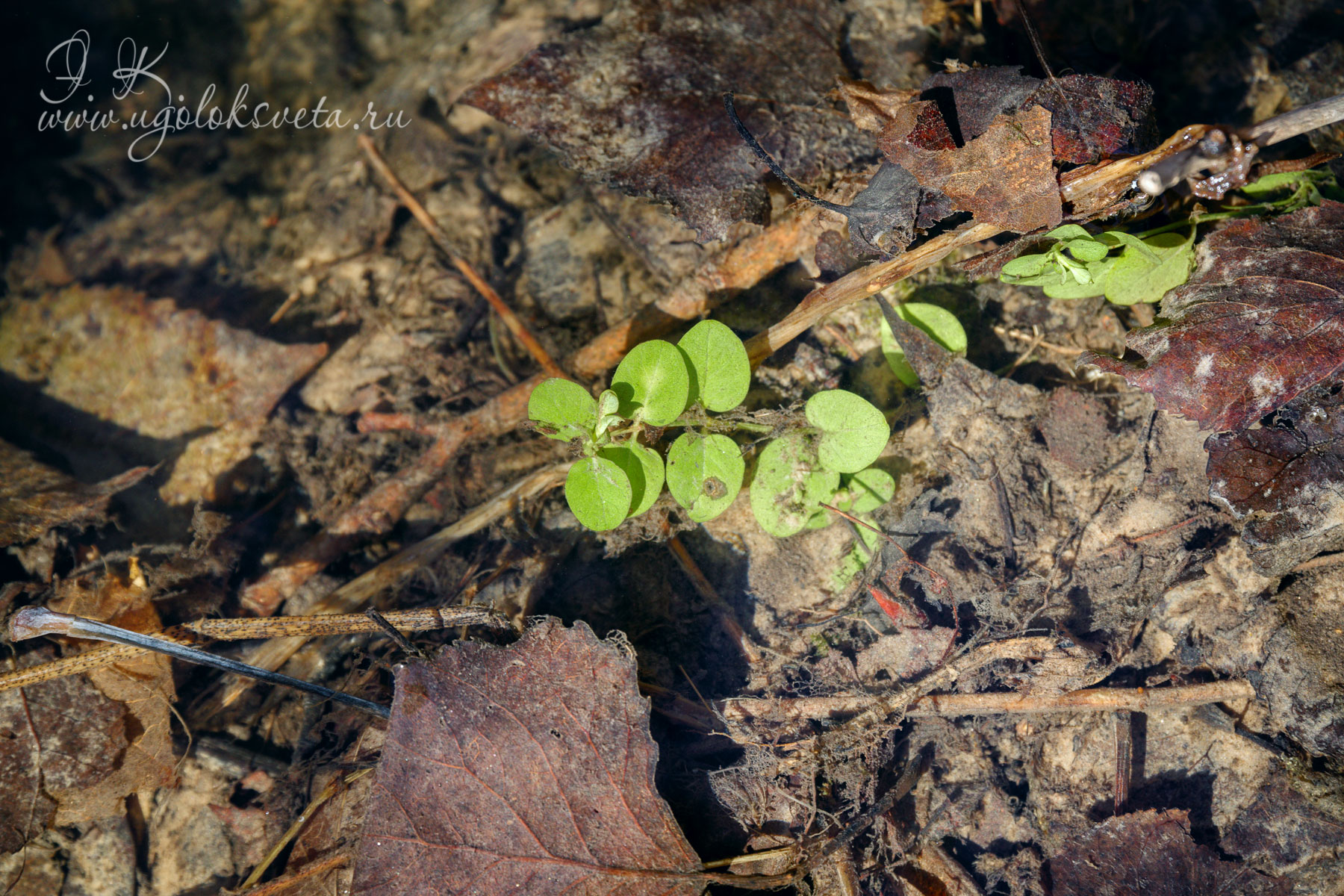 Вербейник монетный или Луговой чай - Lysimachia nummularia - весной 