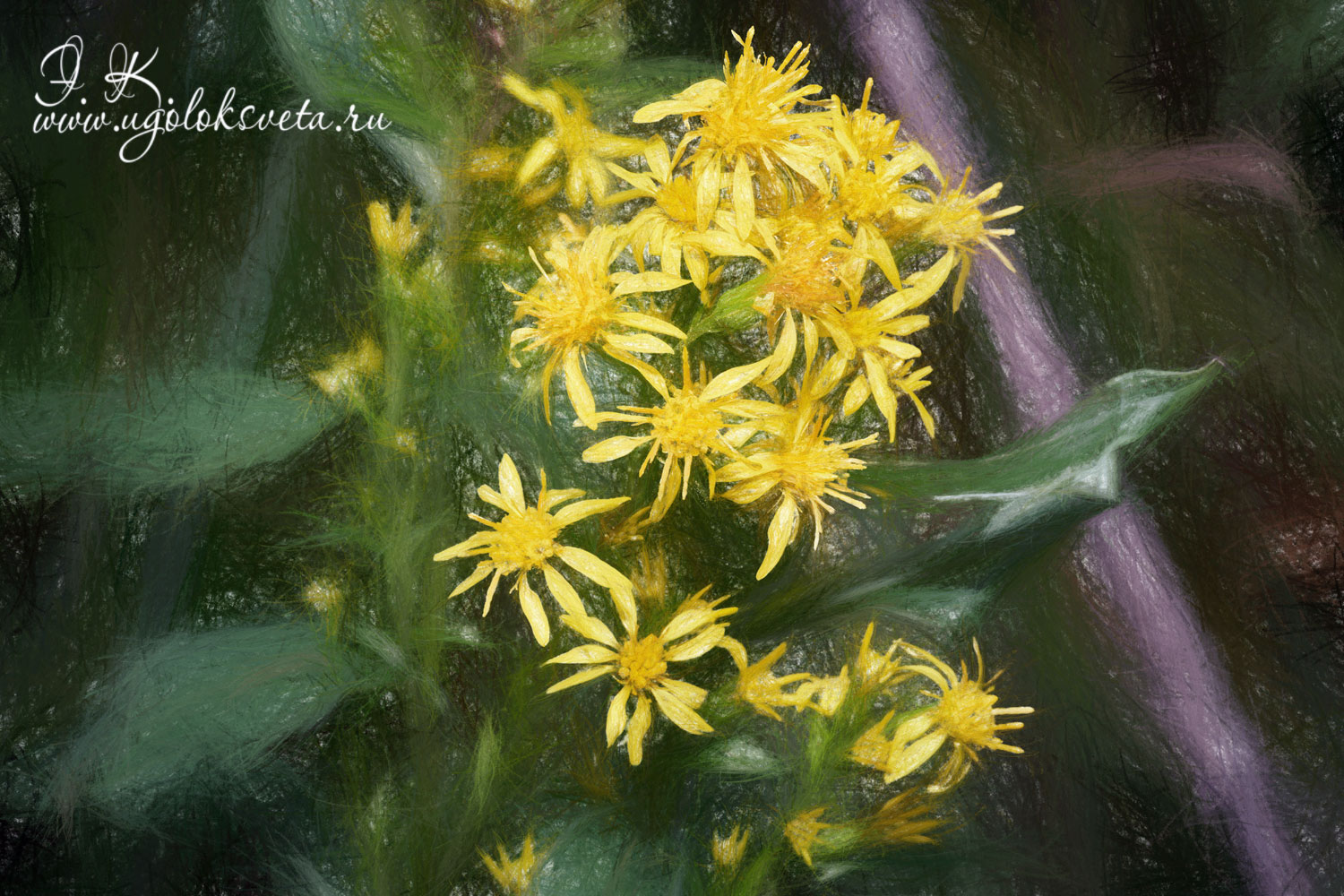 Золотарник обыкновенный - Solidago Virgaurea, стилизация.