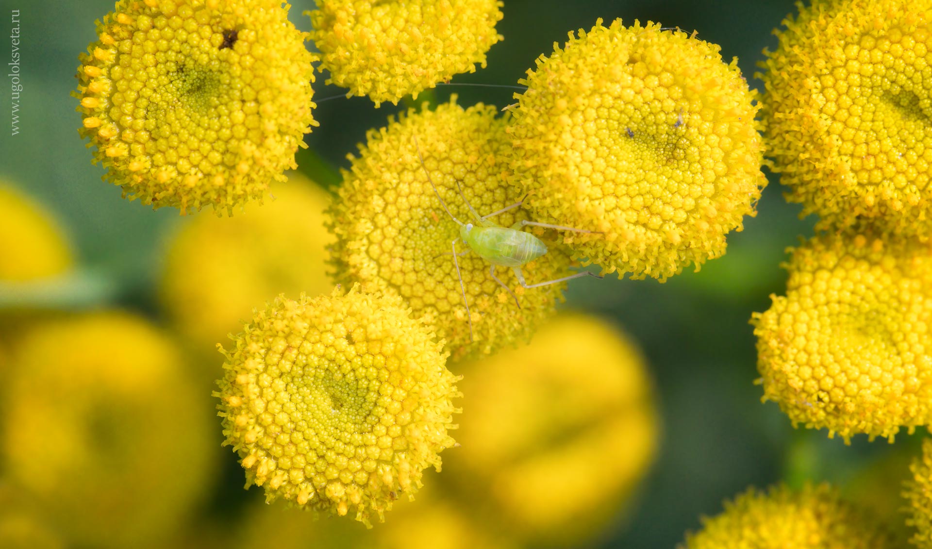 Соцветия пижмы обыкновенной (Tanacetum vulgare)