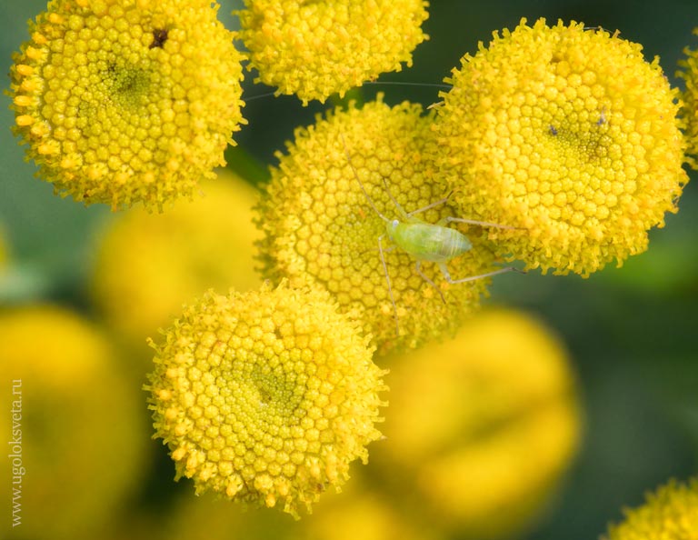 Соцветия пижмы обыкновенной (Tanacetum vulgare)