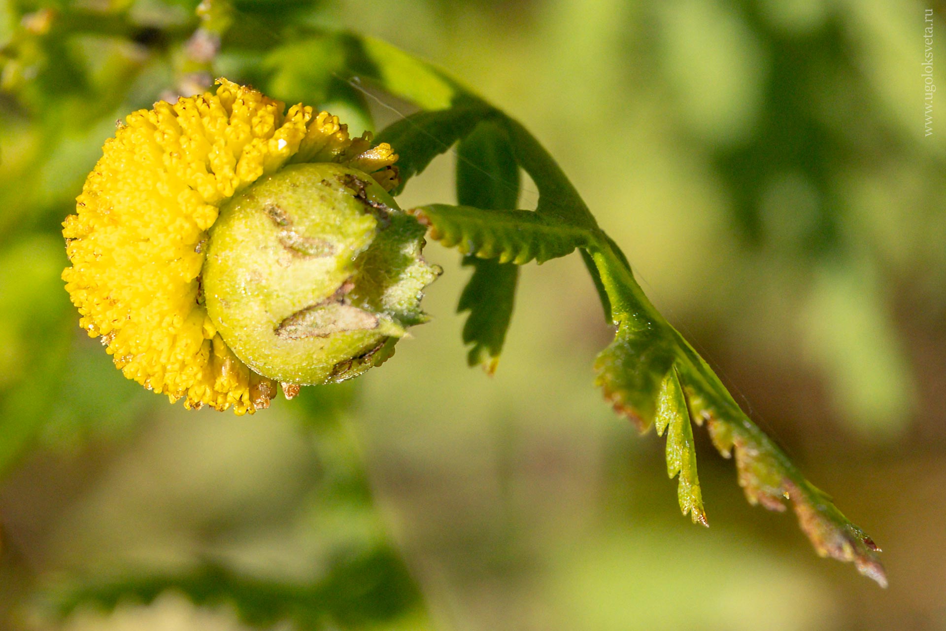 Галл на соцветии пижмы обыкновенной Tanacetum vulgare