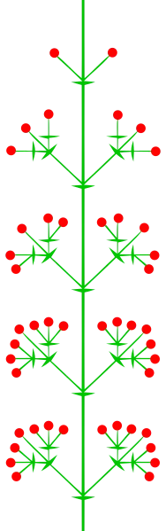 Общая схема соцветия тирс.