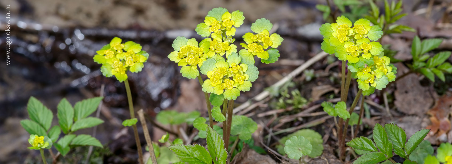 Селезёночник очерёднолистный. Chrysosplenium alternifolium.