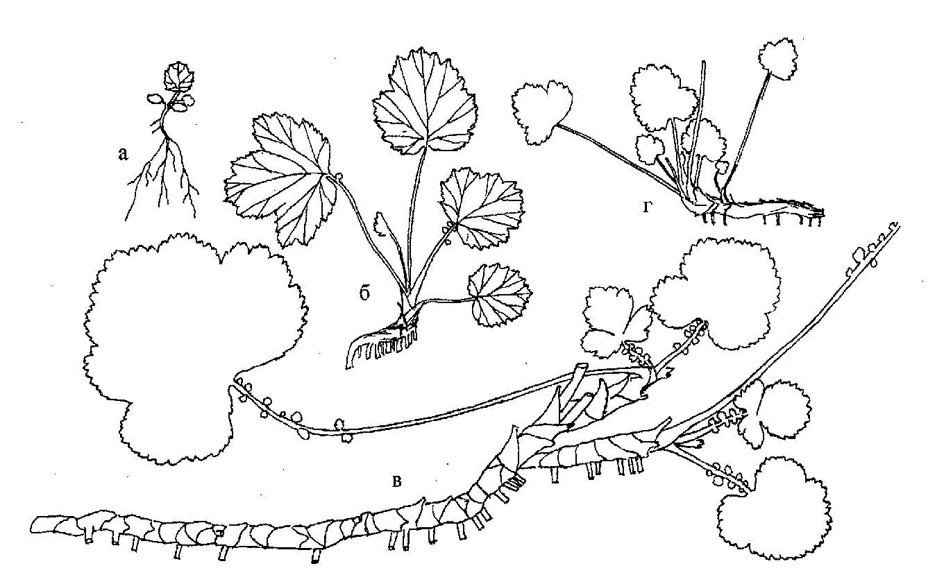 Некоторые возрастные состояния Geum urbanum.