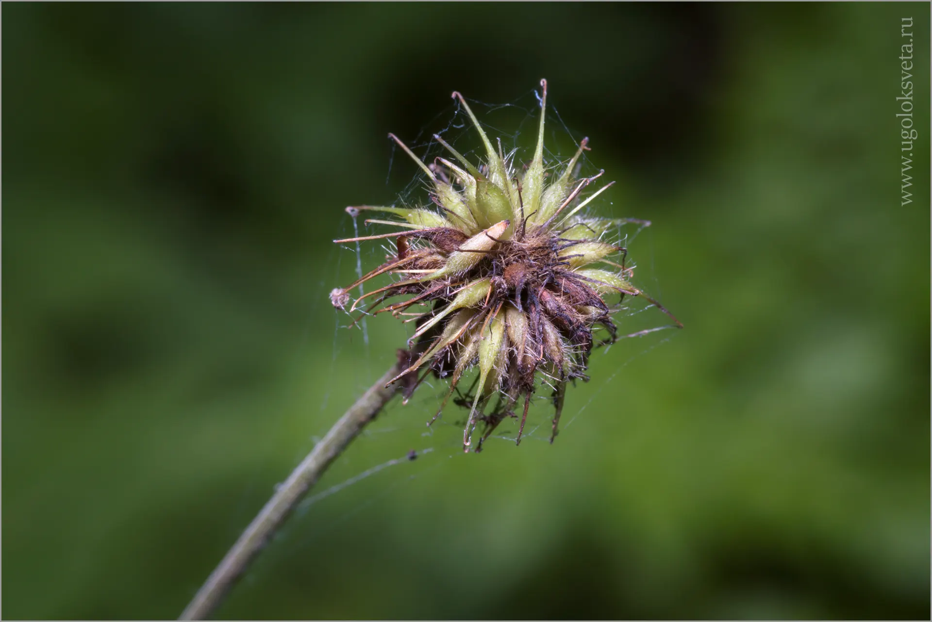 Гравилат городской (Geum urbanum). Плод - многоорешек.