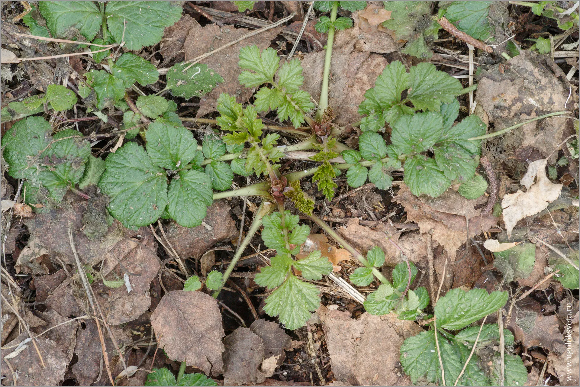 Гравилат городской (Geum urbanum). Зимние и весенние листья.