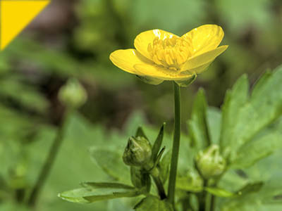 Ranunculus repens