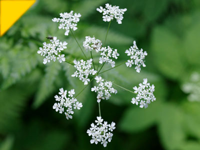 Anthriscus sylvestris