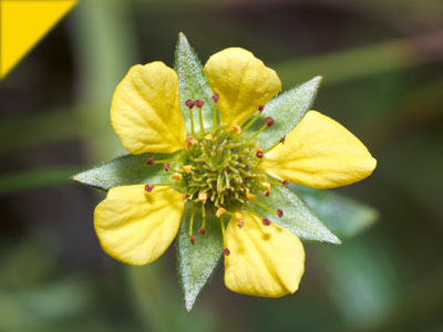 Geum urbanum