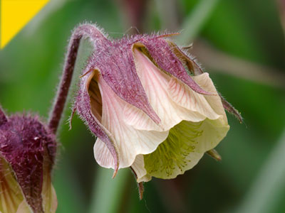 Geum rivale