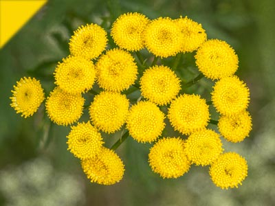 Tanacetum vulgare