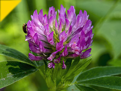 Trifolium pratense