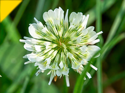 Trifolium repens