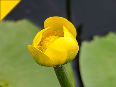 Nuphar lutea