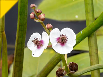 Sagittaria sagittifolia