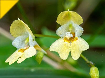 Impatiens parviflora