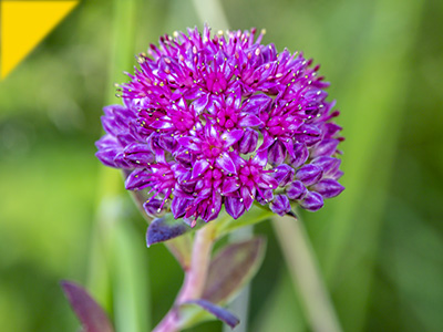 Sedum telephium