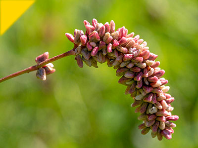 Persicaria maculosa