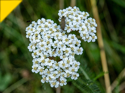 Achillea millefolium