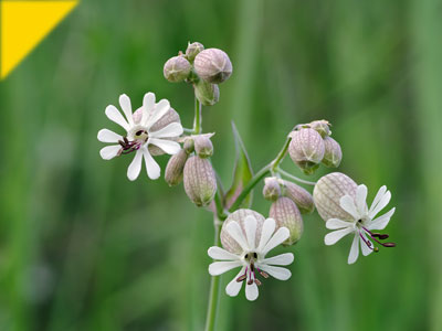 Silene vulgaris