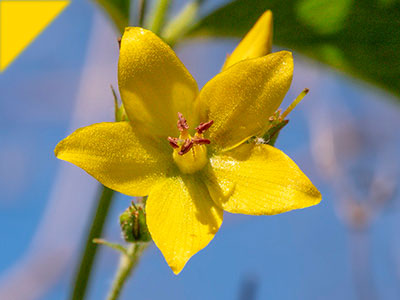 Lysimachia vulgaris