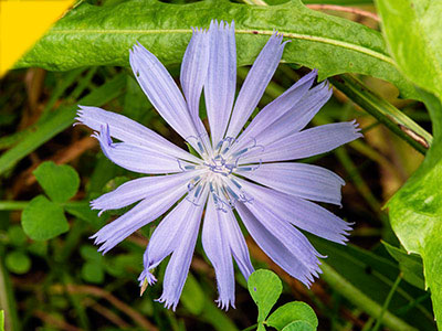 Cichorium intybus