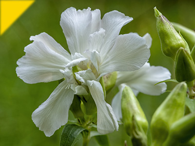 Saponaria officinalis Alba Plena