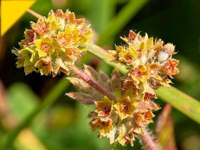 Alchemilla vulgaris