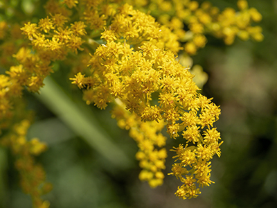 Solidago gigantea