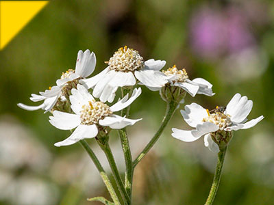 Achillea ptarmica