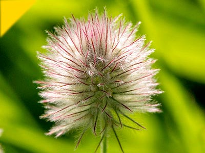 Trifolium arvense