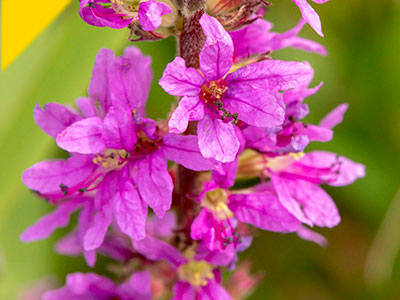 Lythrum salicaria