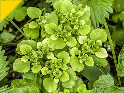 Chrysosplenium alternifolium