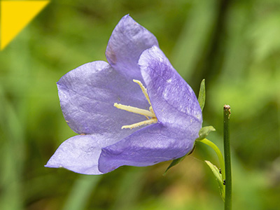 Campanula persicifolia