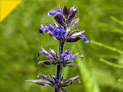 Ajuga reptans