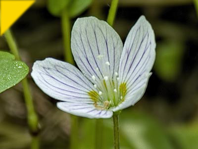 Oxalis acetosella