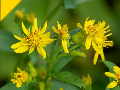 Solidago virgaurea