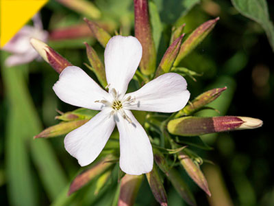 Saponaria officinalis L.