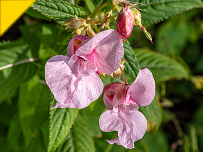 Impatiens glandulifera